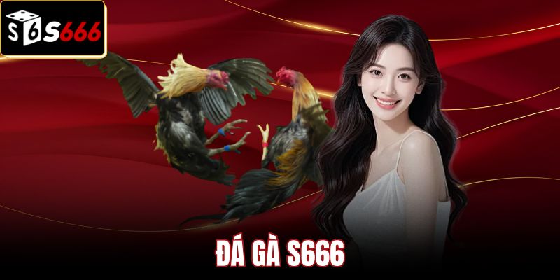 Đá Gà S666 - Trực Tiếp Thomo Chuẩn HD Không Độ Trễ