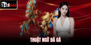 Hệ thống thuật ngữ đá gà cơ bản và quy tắc sới bạc